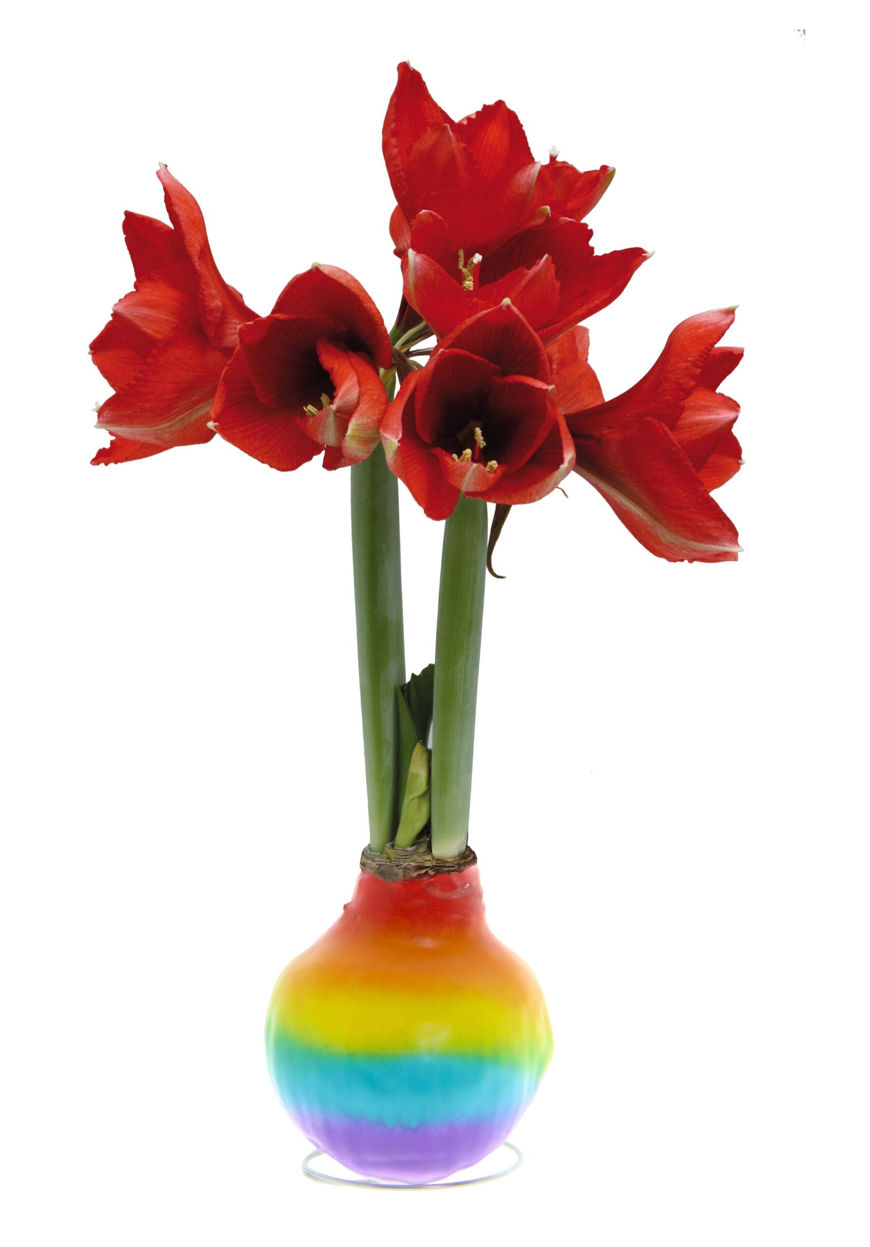 The vibrant Waxed Amaryllis Bulb Trio - Rainbow, featuring bright red flowers in full bloom, has a rainbow gradient that transitions from red at the top to purple at the bottom, set against a plain white background.