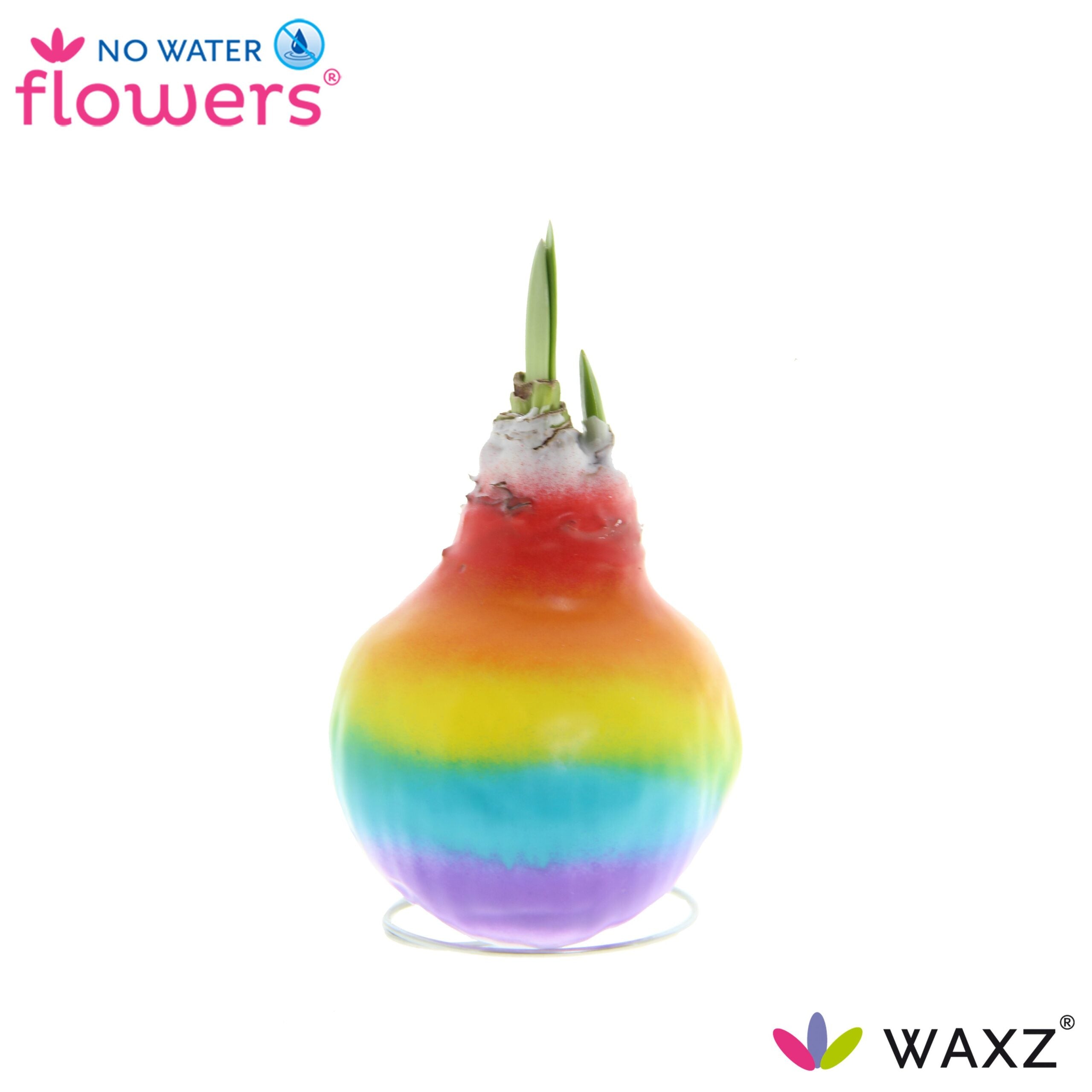 A Waxed Amaryllis Bulb Trio - Rainbow decorated with vibrant rainbow colors transitioning from red at the top to violet at the bottom, featuring green sprouts emerging from the top of each bulb. Logos for "No Water flowers" and "WAXZ" are displayed in the corners of the image.