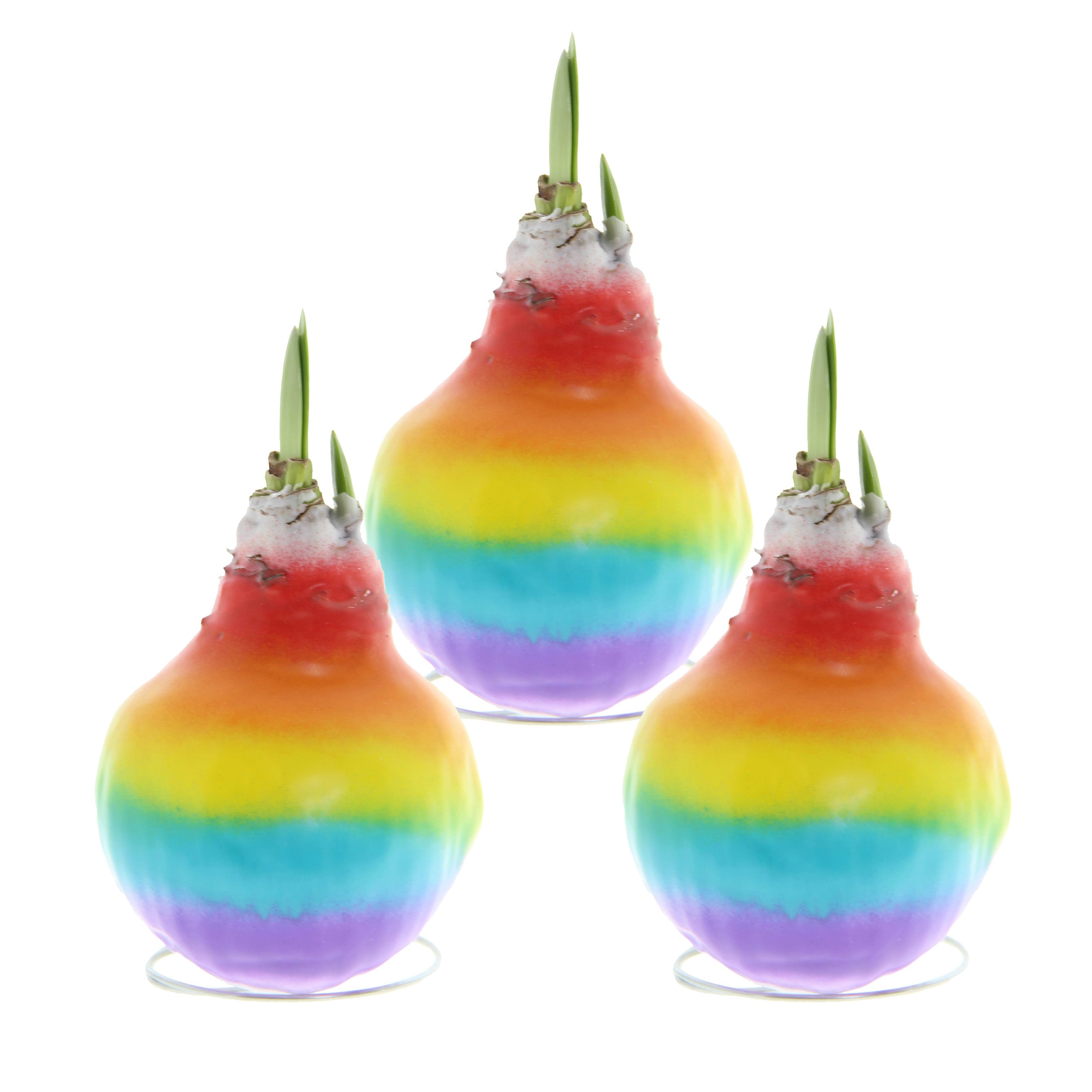 The Waxed Amaryllis Bulb Trio - Rainbow displays three rainbow-colored bulbs sprouting green shoots from the top. Arranged in a triangular formation against a white background, each bulb showcases vibrant bands of red, orange, yellow, green, blue, and purple hues.