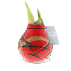 A red wax-sealed amaryllis bulb with green leaves sprouting from the top is shown. The wax covering has green and gold streaks, enhancing the allure of these Waxed Amaryllis Bulb Trio - Holiday Art bulbs. There is a tag attached reading "No Water Flowers." The bulb rests elegantly on a small metal stand.
