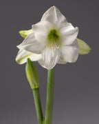 A single white amaryllis flower with a green center and stem, shown against a dark gray studio background, with another bud visible below.
