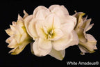 A cluster of large, White Amadeus Amaryllis flowers against a solid black background, showcasing their multiple layered petals with a hint of green at their base.