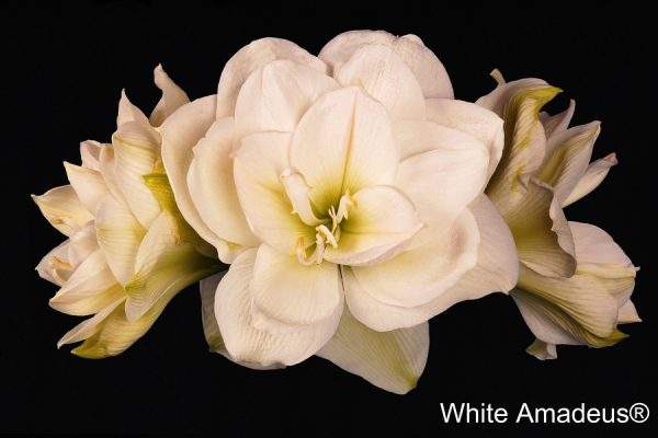 A cluster of large, White Amadeus Amaryllis flowers against a solid black background, showcasing their multiple layered petals with a hint of green at their base.