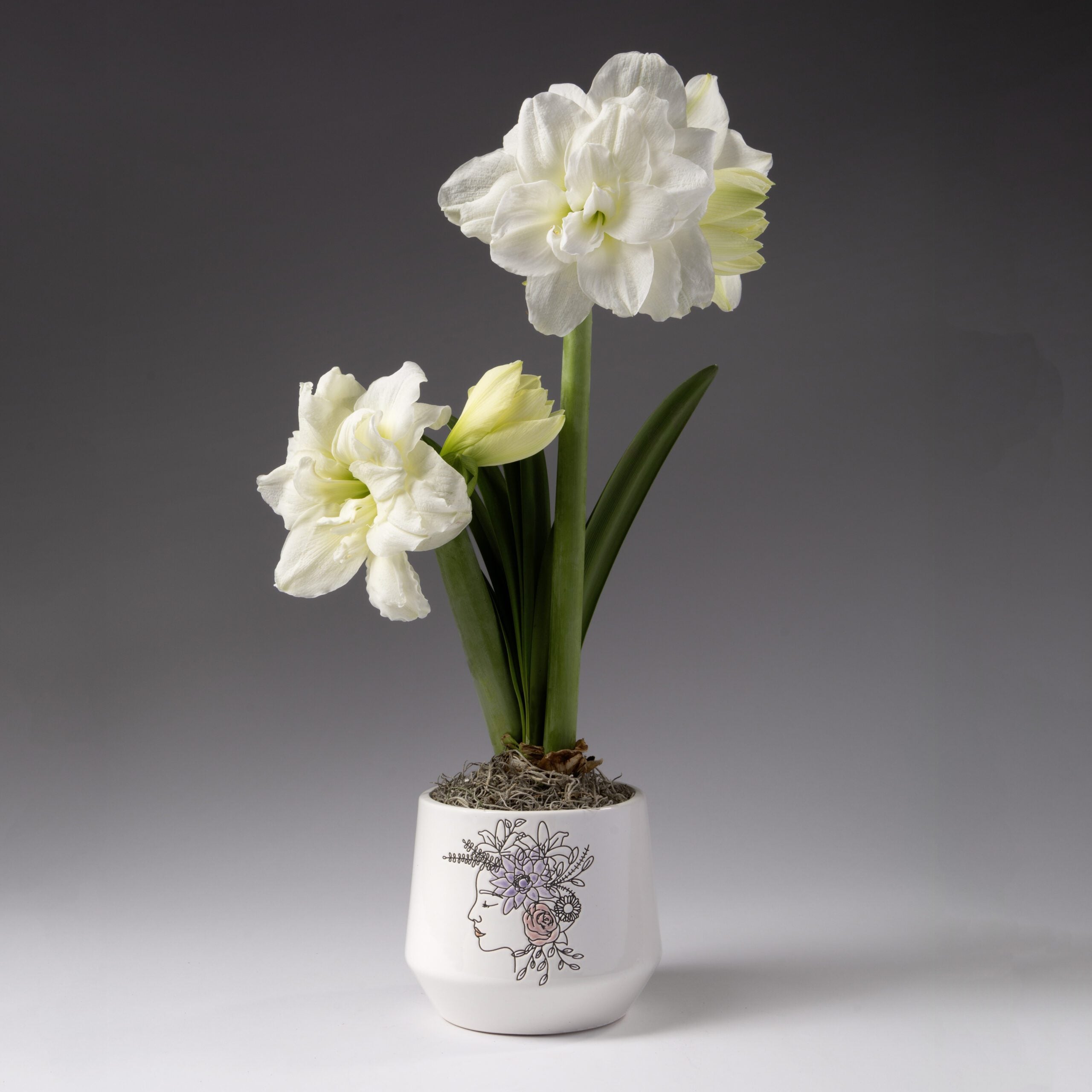 Bulb & Blossom's White Amaryllis in Flower Crown Pot features a pre-potted Alfresco amaryllis bulb in a nursery liner placed into a ceramic pot with a beautiful lavender and pink floral portrait graphic.