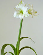 A tall, green stem of the Stella Marris Amaryllis features a group of large, white, trumpet-shaped flowers at its peak against a neutral, solid background.