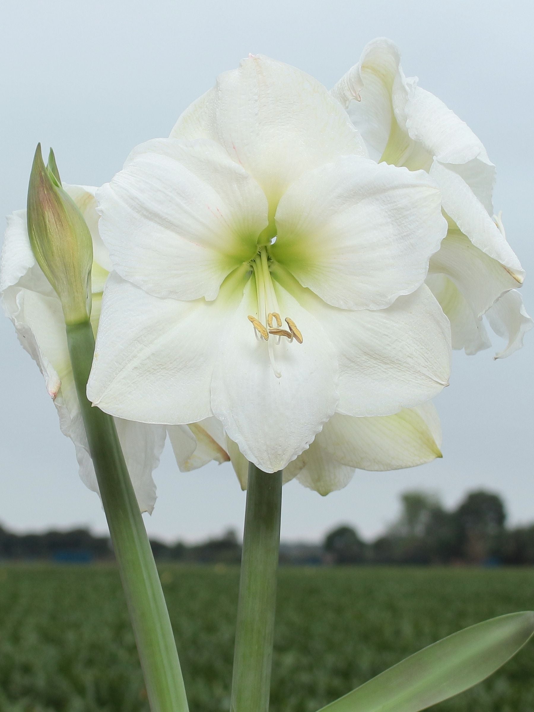 White Candle