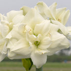 A close-up of White Symphony Amaryllis in full bloom showcases its creamy, multi-layered petals against a blurred outdoor background.
