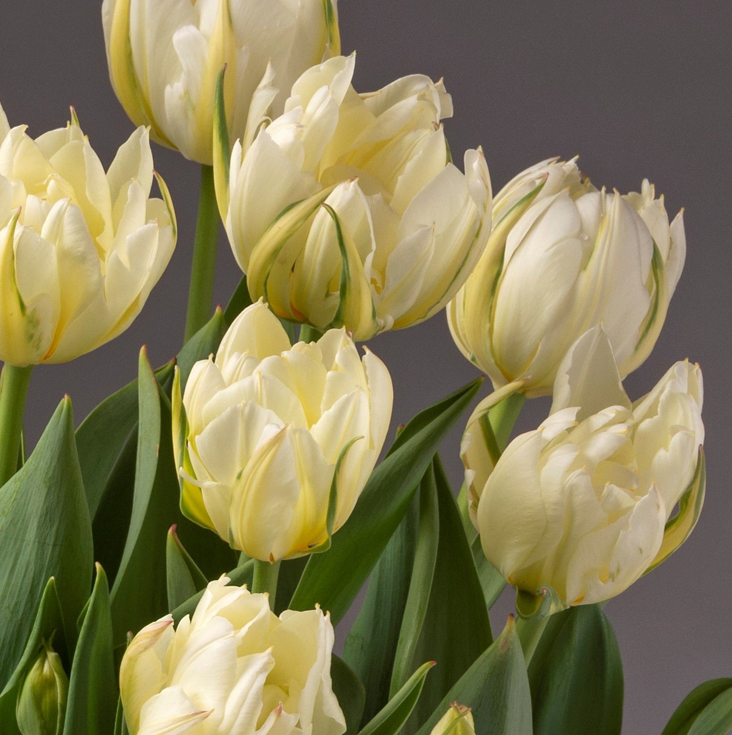 A close-up of several blooming White Valley Potted Tulips showcases their delicate petals and lush green leaves against a neutral background. The tulips look fresh and vibrant, with some petals displaying a subtle yellow tint.