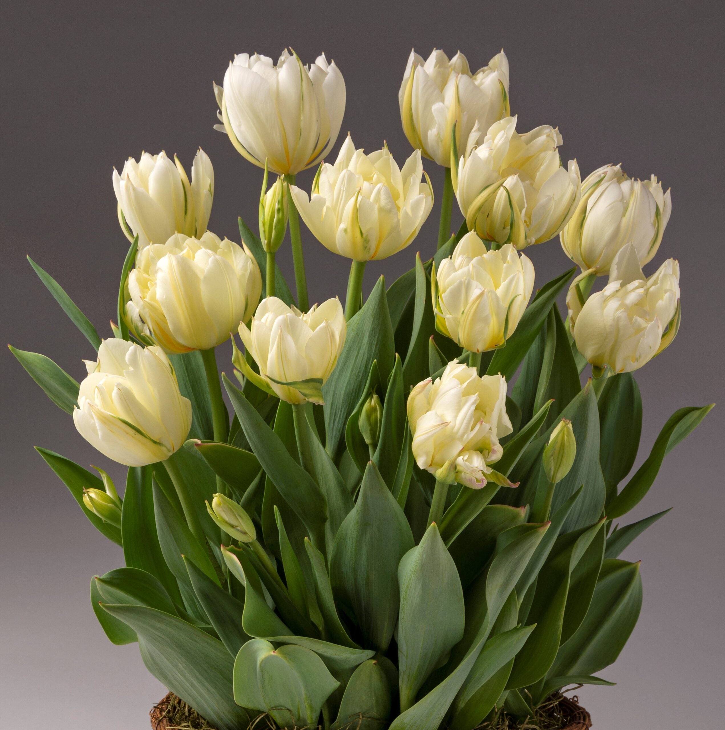 A cluster of cream-colored tulips from the White Valley Potted Tulips collection, featuring lush green leaves against a neutral gray background. The tulips are in full bloom, showcasing their delicate petals, while some buds remain closed. The composition highlights the flowers' elegance and natural beauty.