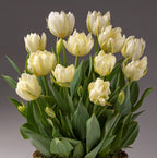 A cluster of cream-colored tulips from the White Valley Potted Tulips collection, featuring lush green leaves against a neutral gray background. The tulips are in full bloom, showcasing their delicate petals, while some buds remain closed. The composition highlights the flowers' elegance and natural beauty.