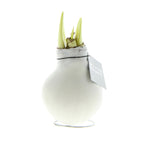 A white waxed amaryllis bulb with green buds emerging  and a silver 'no water flowers' hangtag around the neck of the bulb.