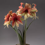 A close-up of two tall Wild Amazon Amaryllis - Bare Bulb flowers in full bloom. The flowers, displaying vibrant shades of red, orange, and cream, are set against a neutral gray background. The green, slender leaves extend upward from the base, complementing the colorful petals.