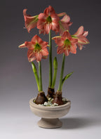 The Winnie Compote, a ceramic pot, holds three amaryllis bulbs with tall green stems and clusters of large red and white striped flowers, set against a plain gray background.