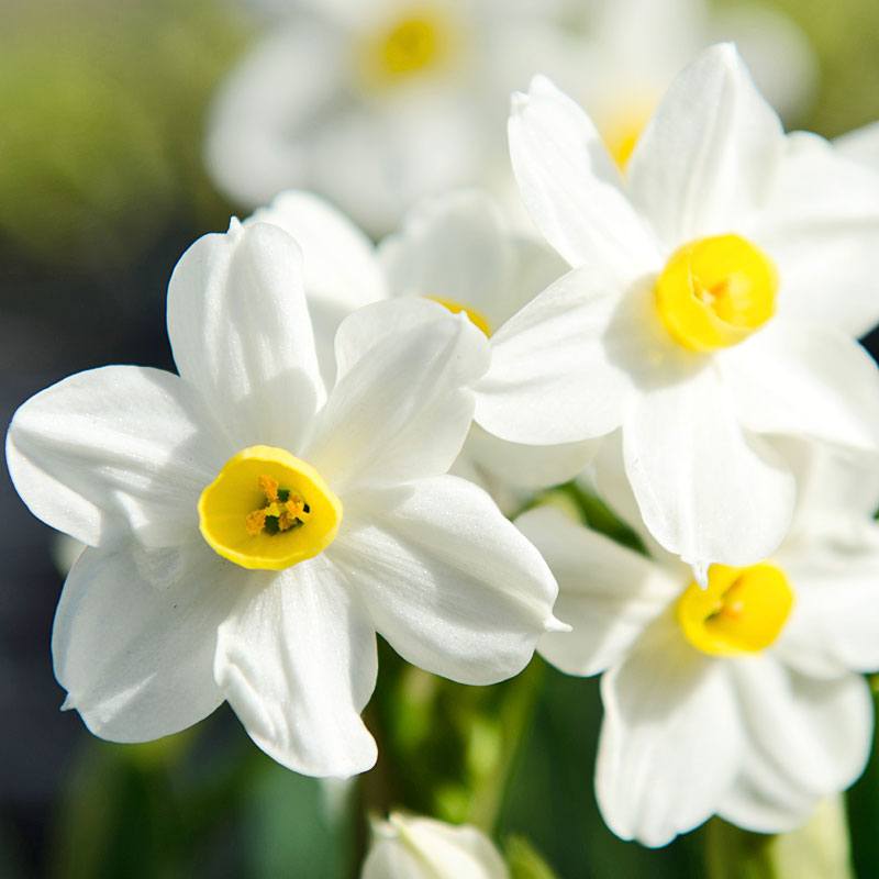 Close-up of Wintersun Paperwhites - Bare Bulb 10 Pack, showcasing delicate white petals and yellow centers blooming in bright sunlight with a softly blurred green background.