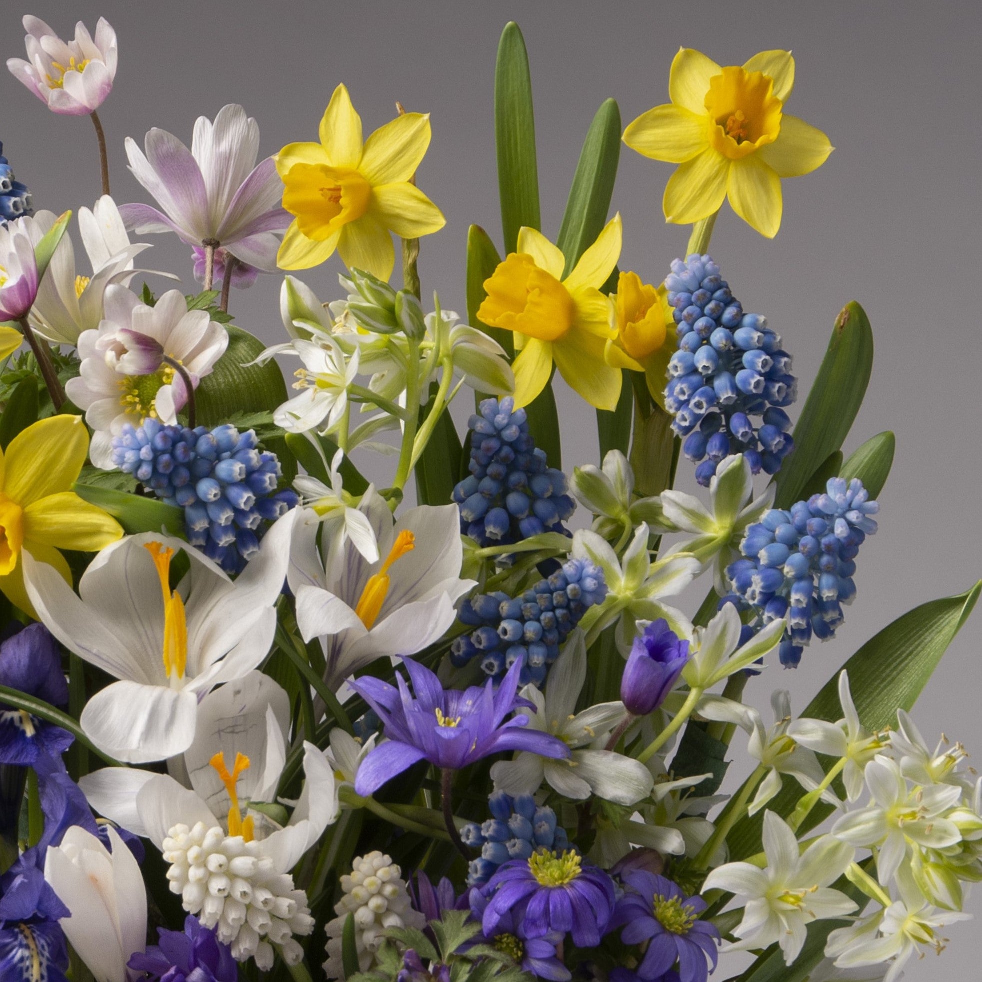 The Woodland Fairy Mixed Bulb Garden features spring flowers—yellow daffodils, white crocuses, blue grape hyacinths, and purple anemones—beautifully arranged against a neutral gray background.
