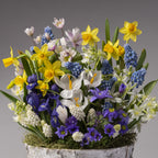 The Woodland Fairy Mixed Bulb Garden features yellow daffodils, white crocuses, blue grape hyacinths, and purple flowers with green leaves in a rustic white pot set against a plain gray background.