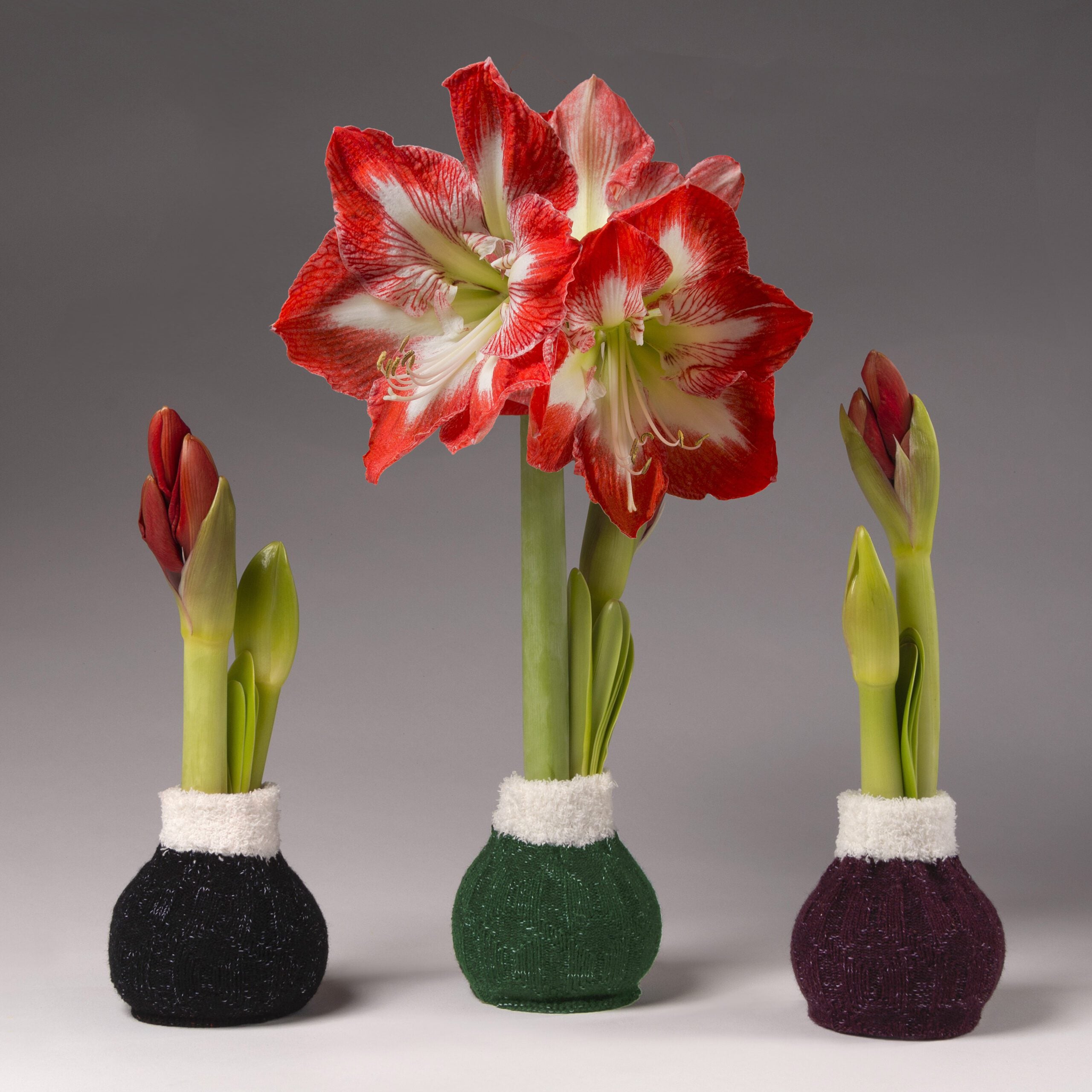 The Wooly Sweaters Waxed Amaryllis Bulb Trio features three bulbs in burgundy, green, and black sweaters with fuzzy white trim. Bulbs will produce 2-3 stalks of red & white bicolor blooms and need no soil or water.