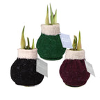 The Wooly Sweaters Waxed Amaryllis Bulb Trio from Bulb & Blossom features bulbs covered in red, green, and black sweaters with white trim. Bulbs have embedded metal stands and need no soil or water.