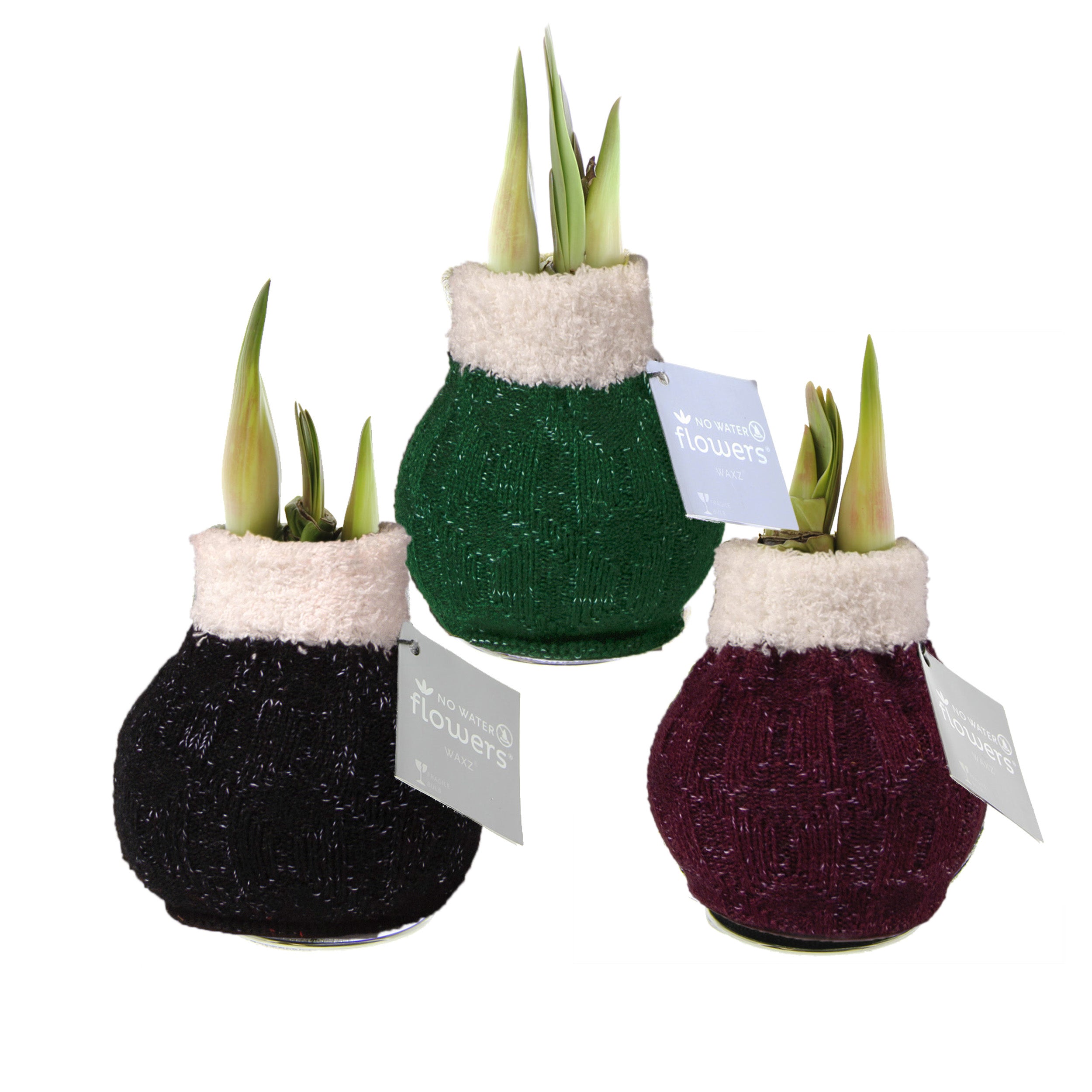 The Wooly Sweaters Waxed Amaryllis Bulb Trio from Bulb & Blossom features bulbs covered in red, green, and black sweaters with white trim. Bulbs have embedded metal stands and need no soil or water.
