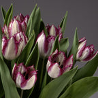 Yasmine Potted Tulips, featuring white blooms with purple fringed edges and green leaves, stand out beautifully against a plain grey background.