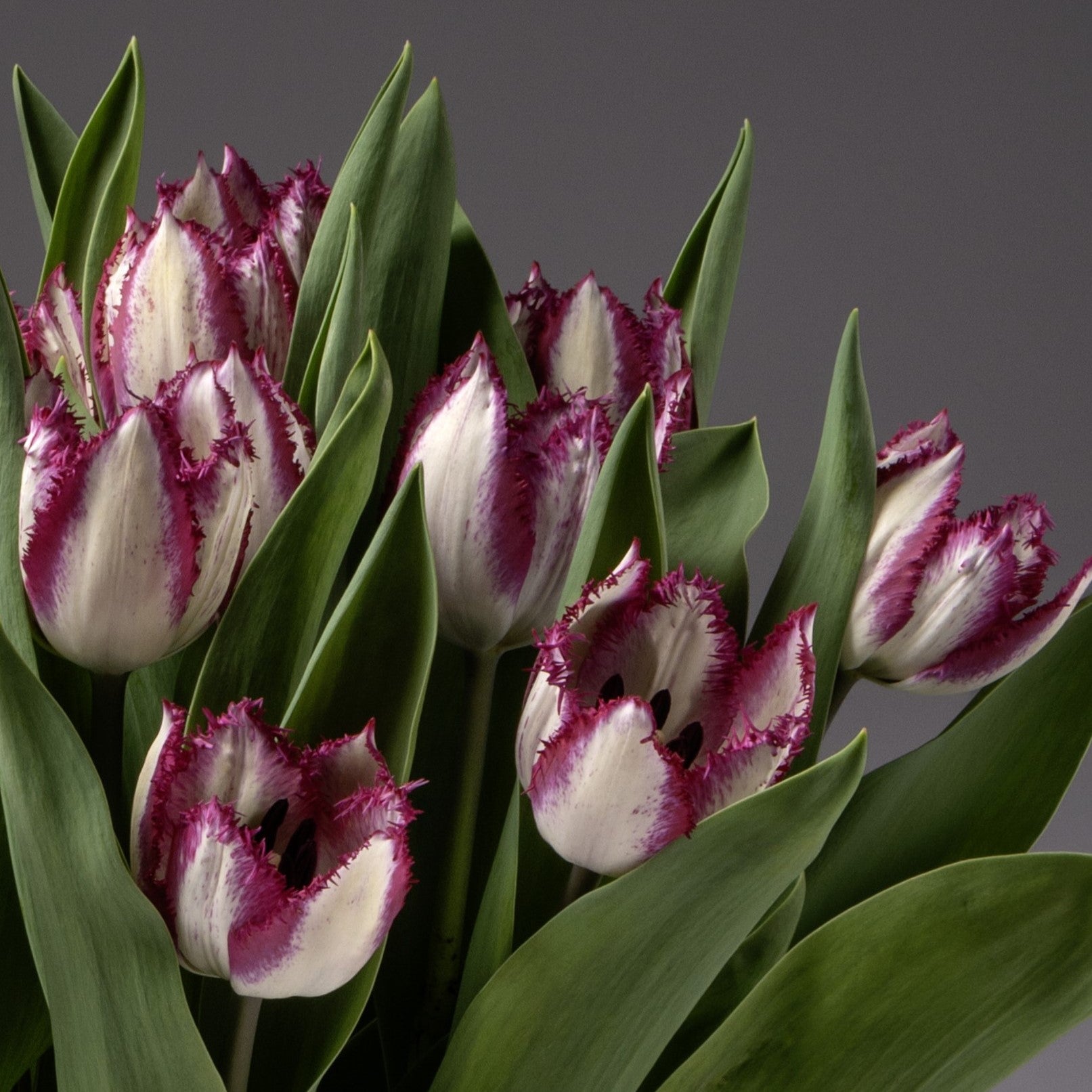 Yasmine Potted Tulips, featuring white blooms with purple fringed edges and green leaves, stand out beautifully against a plain grey background.