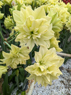 Yellow Crown Amaryllis features clusters of pale yellow, multi-petaled flowers with pointed petals, blooming among green leaves and stems in an outdoor garden.