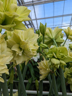 Yellow Crown Amaryllis features pale yellow-green double flowers and buds on tall green stems, flourishing in a greenhouse with a glass ceiling under a blue sky with clouds.