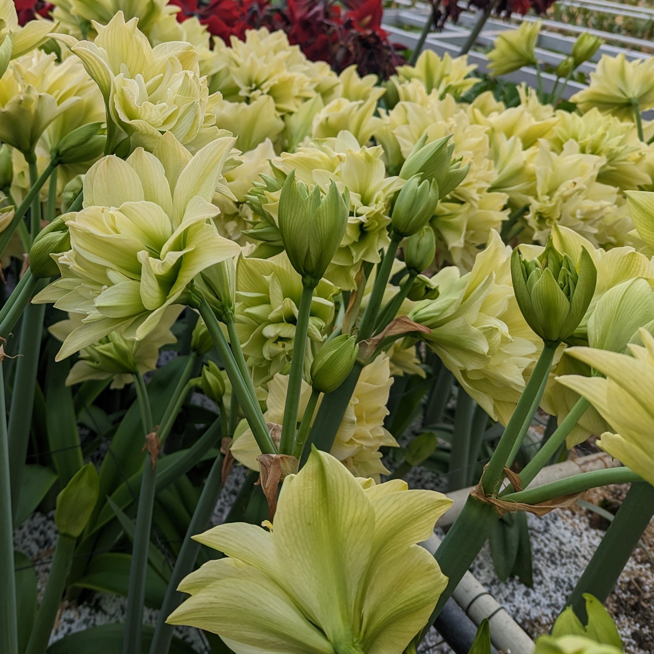 In a garden or greenhouse, clusters of Yellow Crown Amaryllis with pale yellow double blooms, green buds, and tall stems grow densely together. Red flowers can be seen in the background.