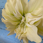 Close-up of the Yellow Crown Amaryllis displaying pale yellow, pointed petals set against a textured, light blue wooden background.