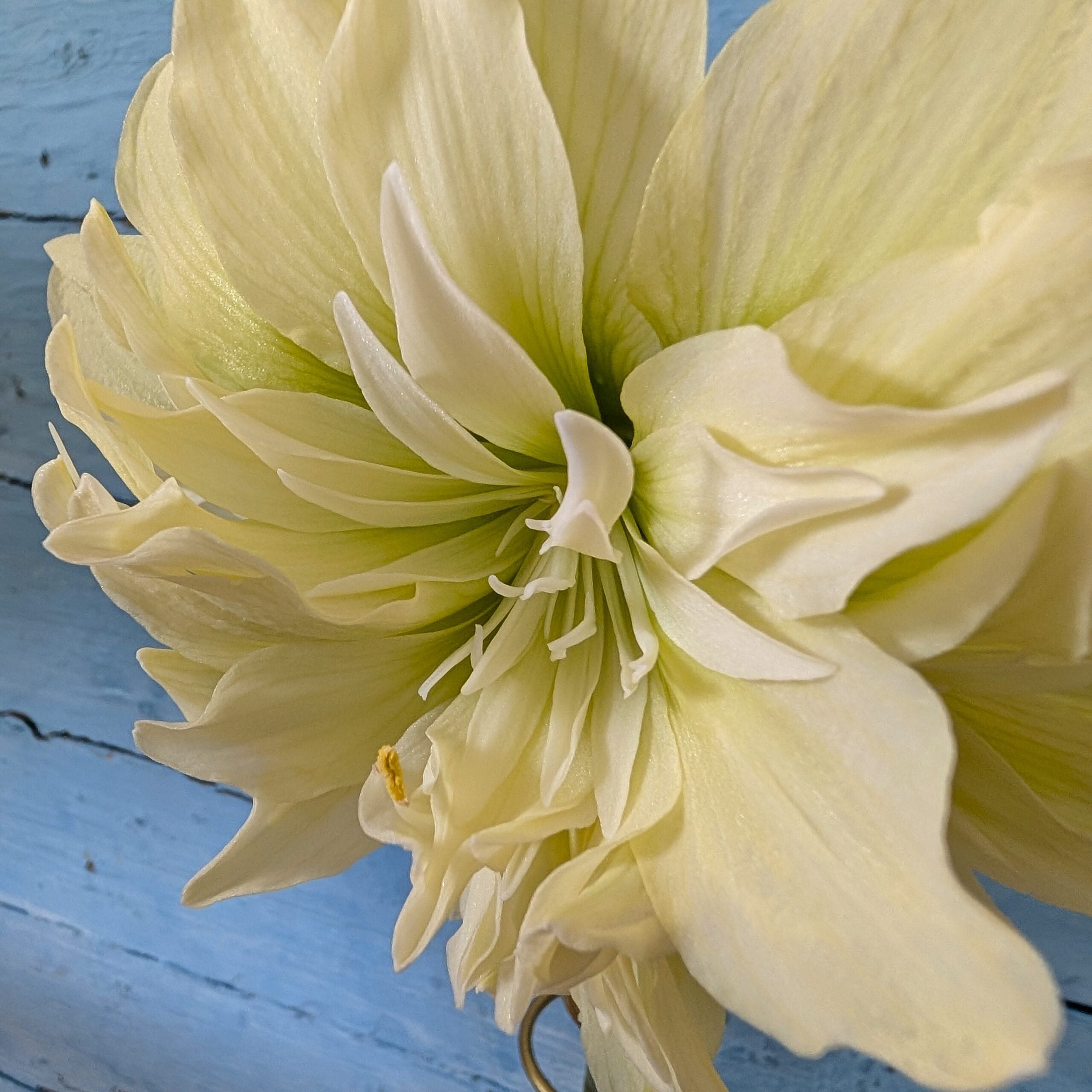 Close-up of the Yellow Crown Amaryllis displaying pale yellow, pointed petals set against a textured, light blue wooden background.