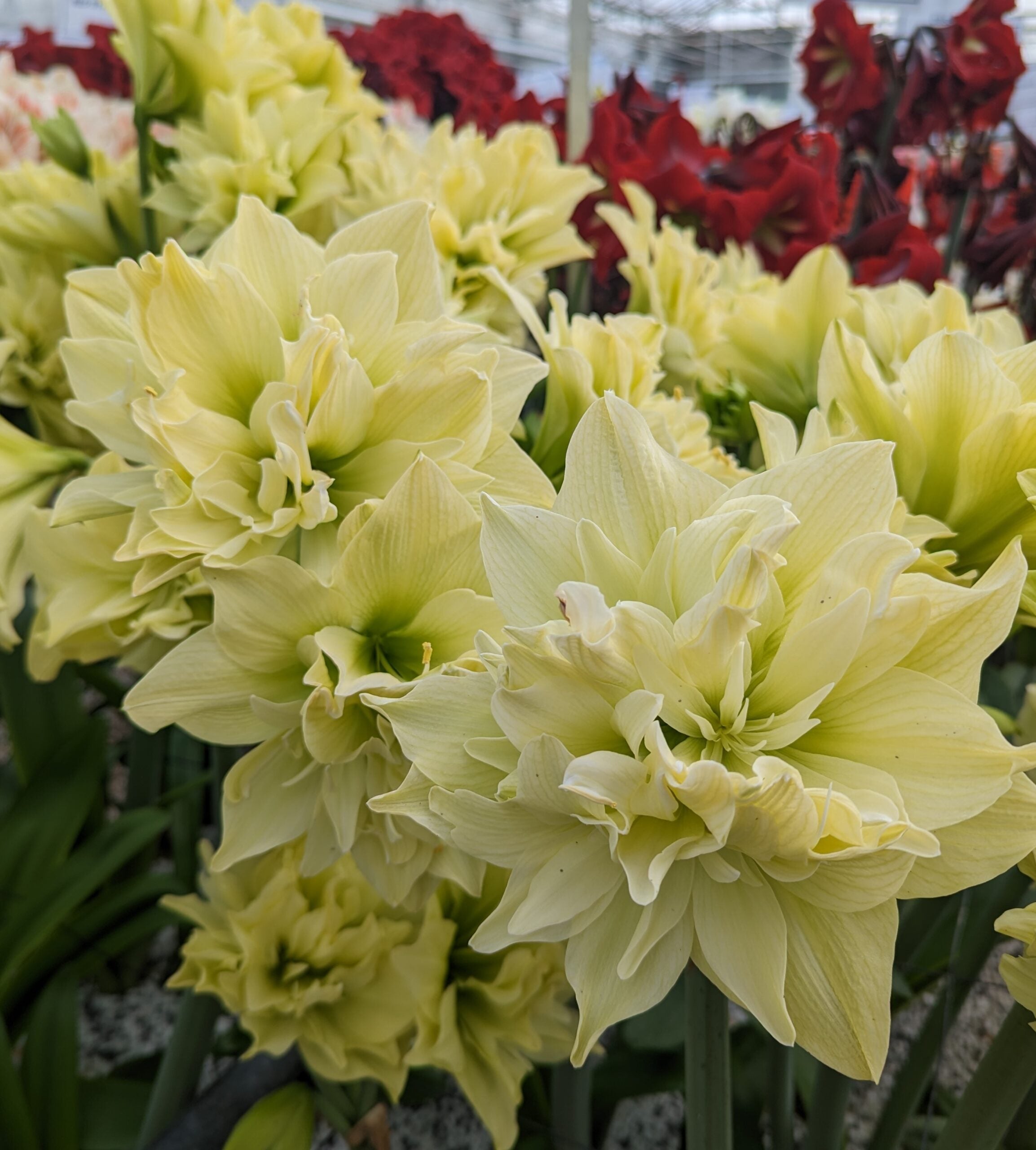 Clusters of large, pale yellow double Yellow Crown Amaryllis blooms stand out in the foreground, contrasted by deep red amaryllis flowers and green stems softly blurred in the background.