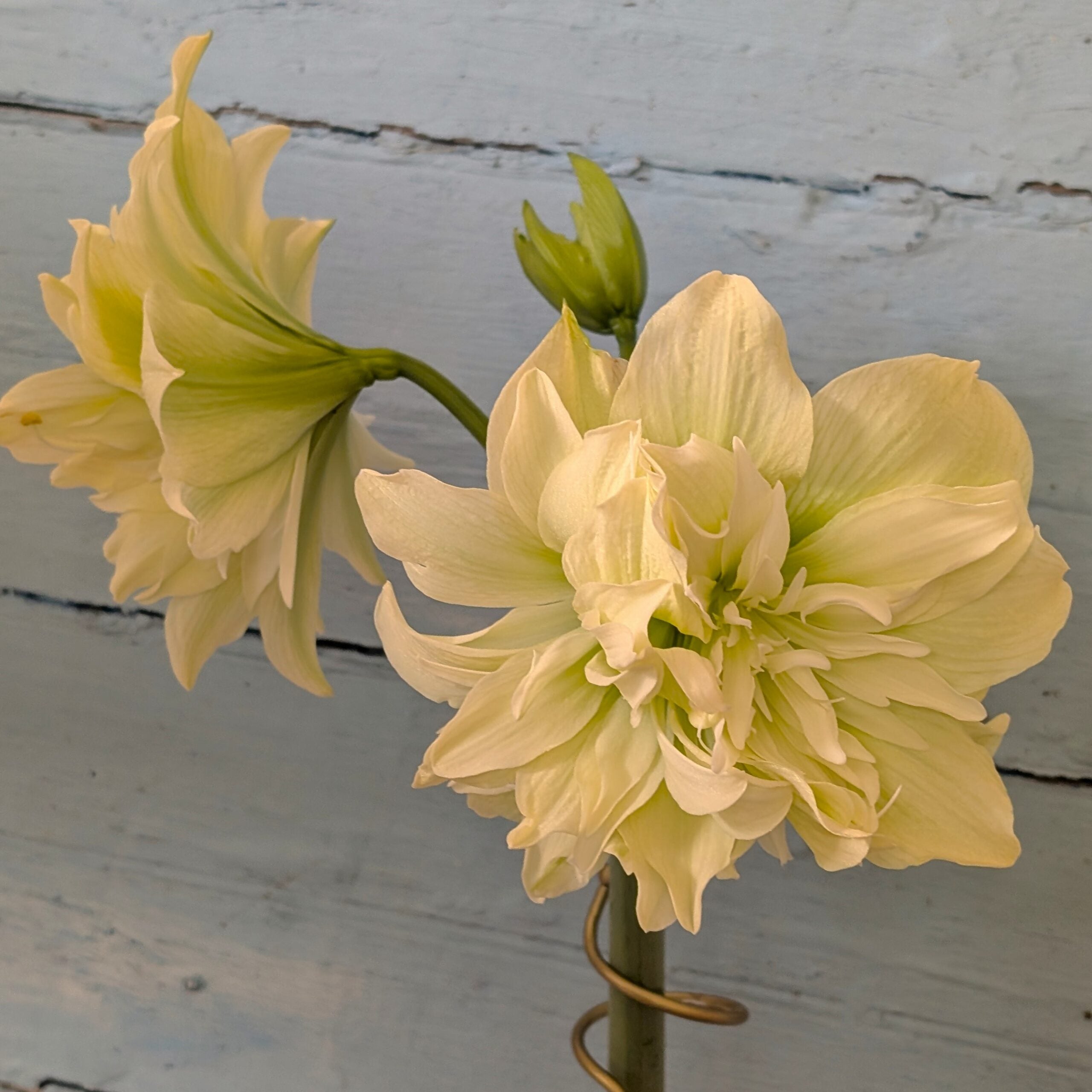 Two pale yellow, double-bloom Yellow Crown Amaryllis flowers with green stems rest against a weathered light blue wooden background—one facing forward, the other leaning left.