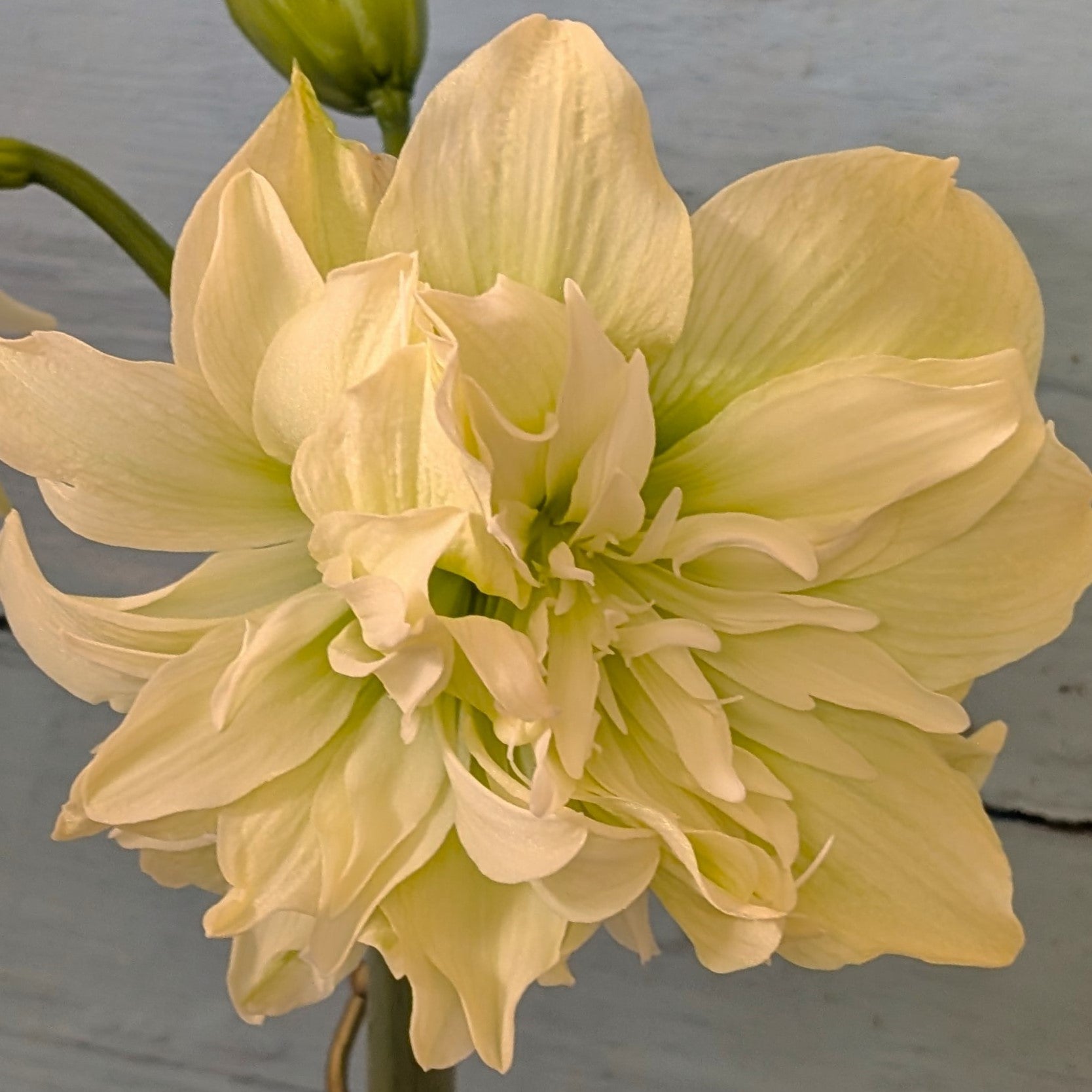 A close-up of the Yellow Crown Amaryllis, pale yellow and fully bloomed with layered petals, set against a light blue wooden background.