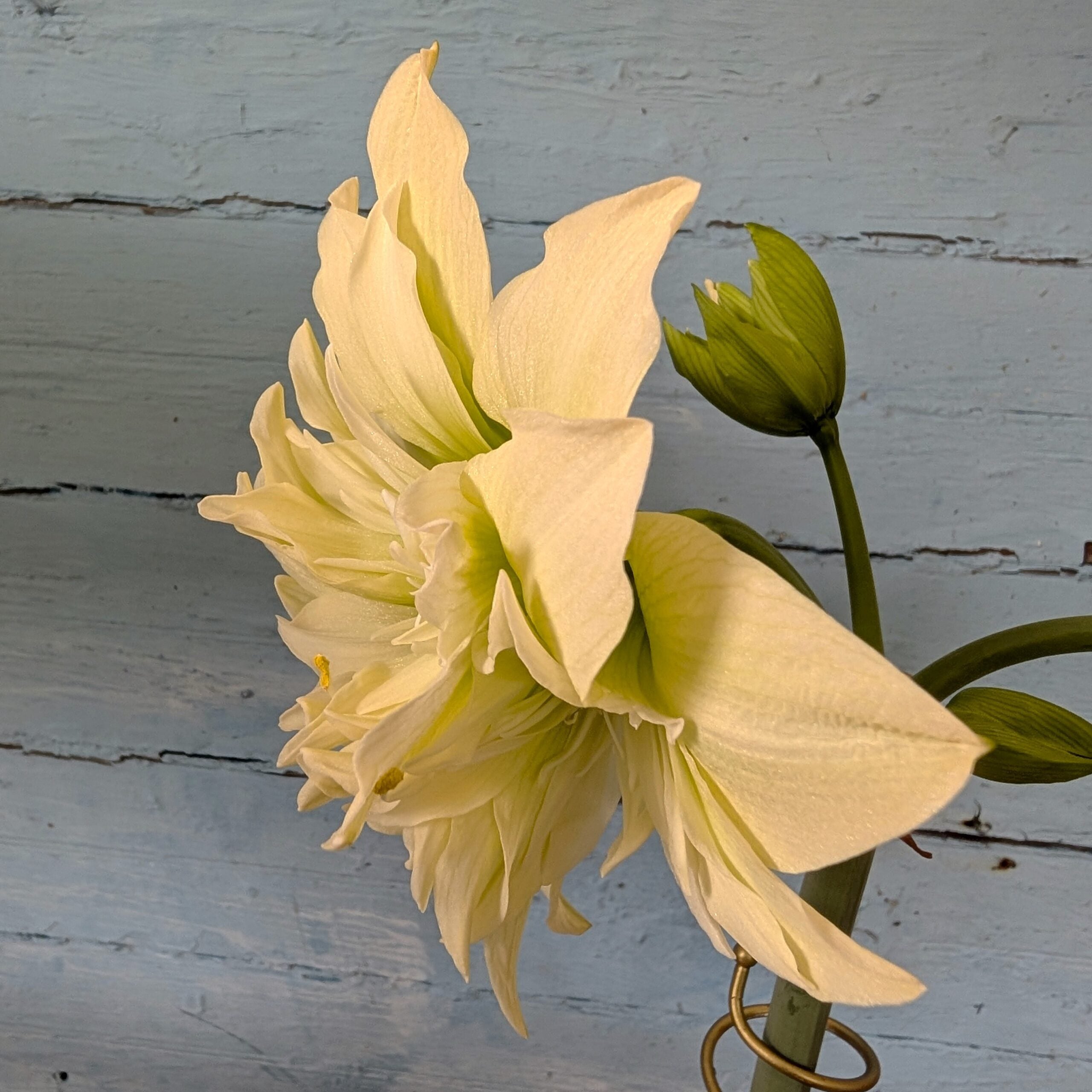 A close-up of the Yellow Crown Amaryllis showcases its pale yellow double petals with green accents and an unopened bud, all set against a weathered light blue wooden background.