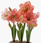 A cluster of blooming Zombie Amaryllis - Bare Bulb flowers with large, vibrant petals in shades of pink and white, standing tall with green stems and leaves. The flowers are placed against a plain white background.