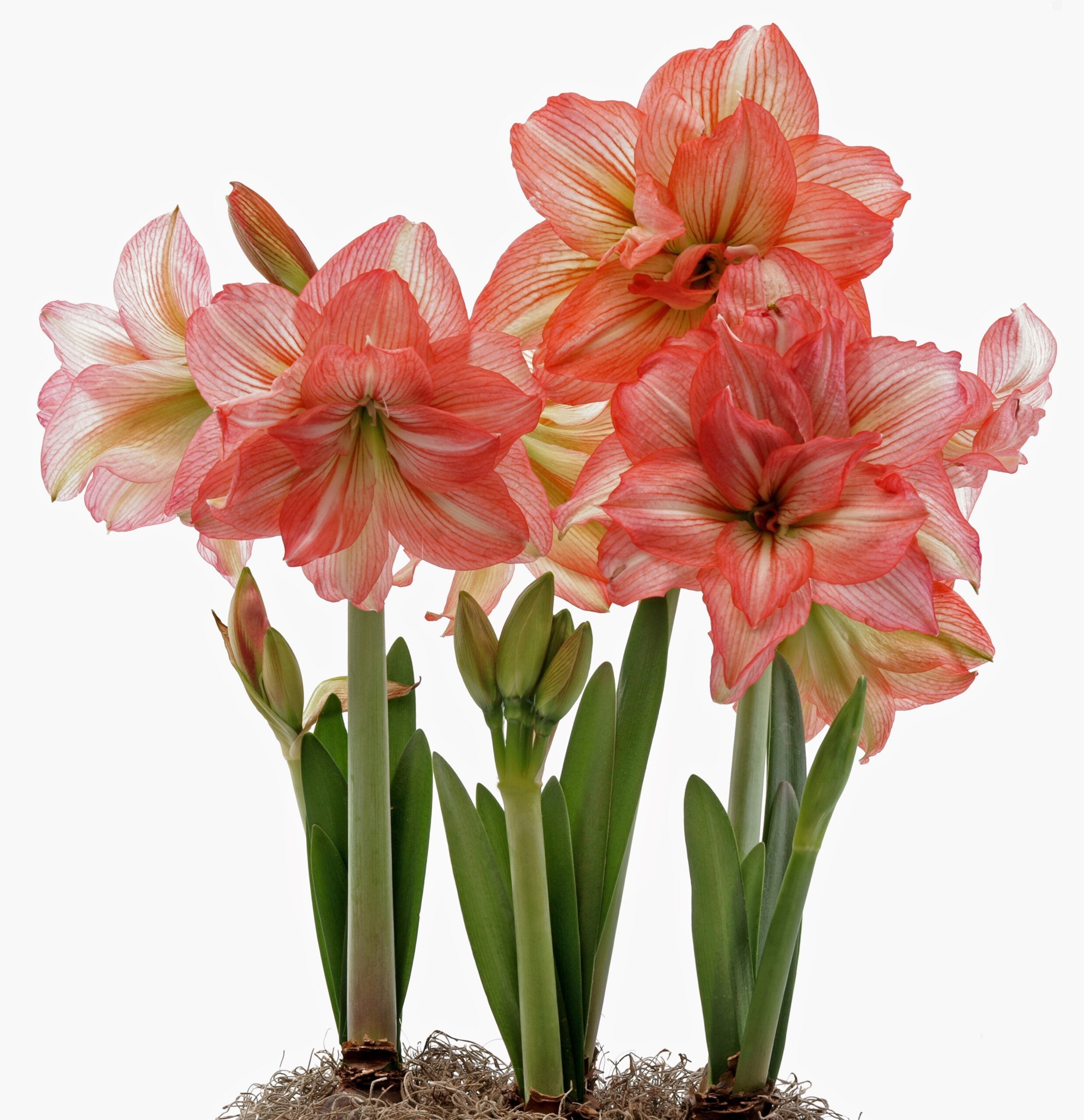 A cluster of blooming Zombie Amaryllis - Bare Bulb flowers with large, vibrant petals in shades of pink and white, standing tall with green stems and leaves. The flowers are placed against a plain white background.