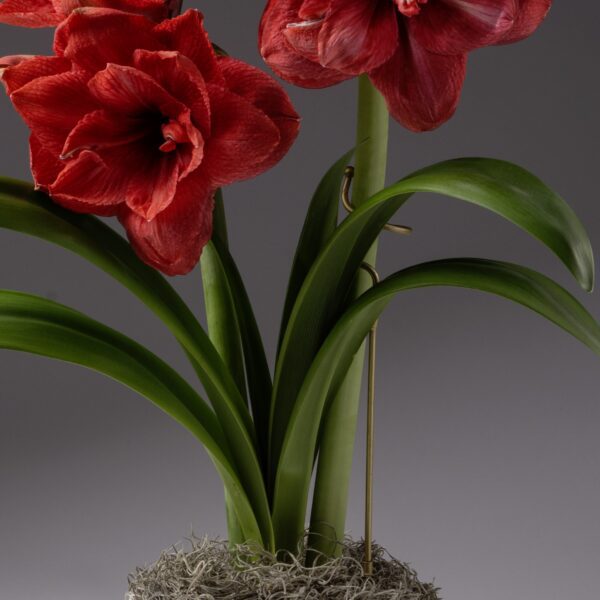 A potted amaryllis with vibrant red flowers and long green leaves stands upright, supported by the Amaryllis Support Stake, against a neutral background.