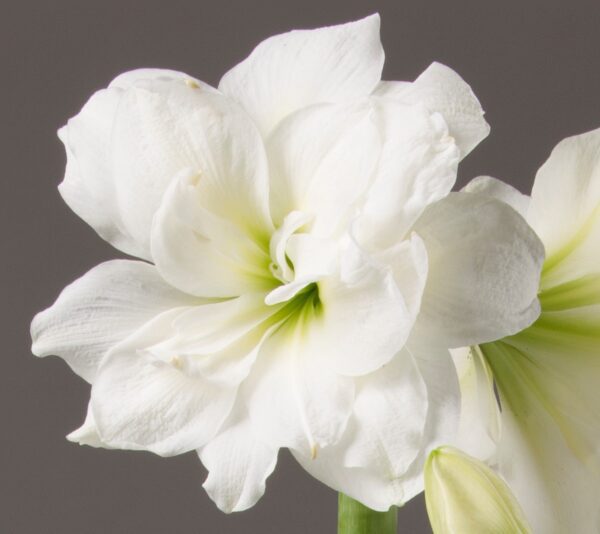 A close-up of an Alfresco Amaryllis - Bare Bulb in full bloom, displaying its delicate petals and soft green center. A partially opened bud is visible below the main flower against a plain gray background.