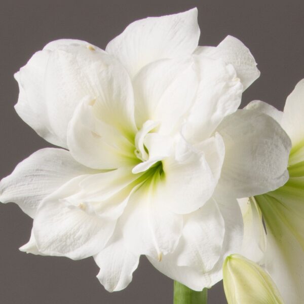 A close-up of an Alfresco Amaryllis - Bare Bulb in full bloom, displaying its delicate petals and soft green center. A partially opened bud is visible below the main flower against a plain gray background.