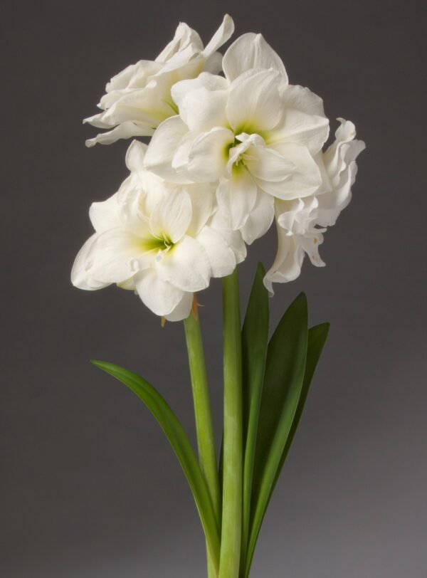 A cluster of Alfresco Amaryllis - Bare Bulb flowers with large, trumpet-shaped blooms is displayed against a plain gray background. The flowers have vibrant green stems and leaves, enhancing their elegantly simple beauty.