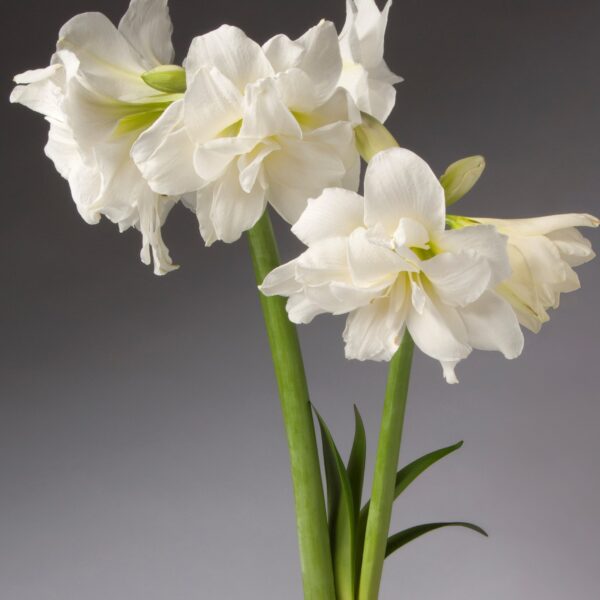 A close-up of an Alfresco Amaryllis - Bare Bulb showcasing multiple large blooms on long green stems. The intricate, layered petals of the flowers are set against a plain gray background, highlighting their delicate and elegant structure. Green leaves emerge from the base.