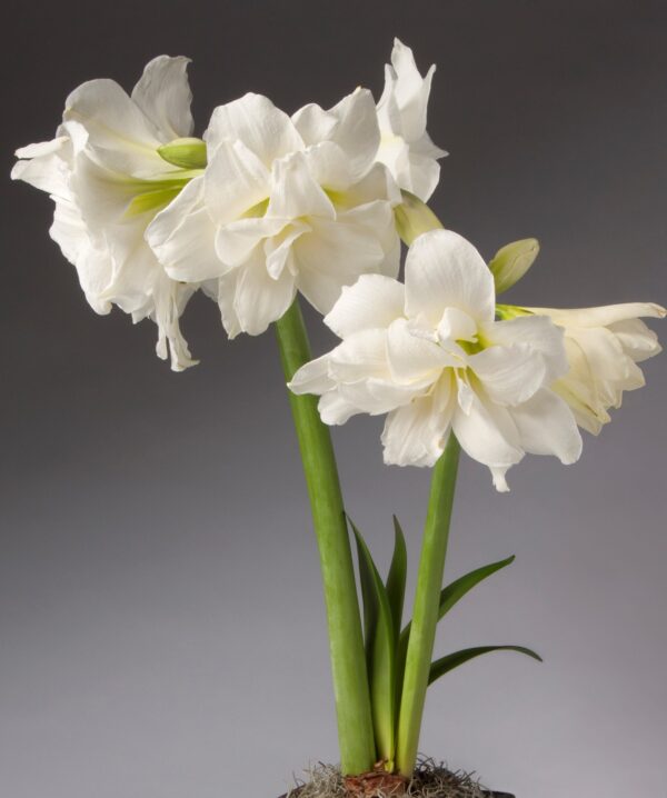 A close-up of an Alfresco Amaryllis - Bare Bulb showcasing multiple large blooms on long green stems. The intricate, layered petals of the flowers are set against a plain gray background, highlighting their delicate and elegant structure. Green leaves emerge from the base.