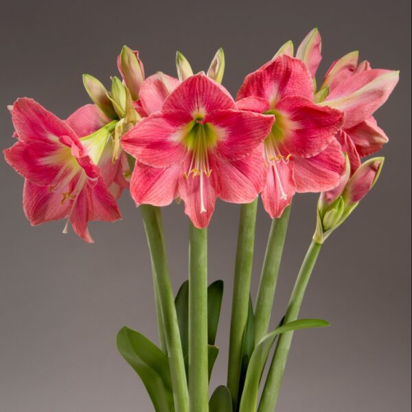 A bouquet of vibrant Amalfi Amaryllis flowers with green stalks and leaves is shown against a neutral background. The flowers are in full bloom, displaying their large, star-shaped petals with a hint of yellow and green at the center. The stunning display can be cultivated from the Amalfi Amaryllis - Bare Bulb 3 Pack.