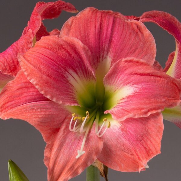 Close-up of an Amalfi Amaryllis - Bare Bulb 3 Pack flower in full bloom against a neutral gray background. The petals display a gradient of pink hues with streaks of white and yellow near the center, which showcases prominent green stamens.