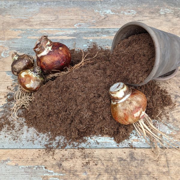 Four flower bulbs with roots lie partially covered in soil mixed with Compressed Coconut Coir, spilled from a tipped-over gray pot on a weathered wooden surface. The scene suggests gardening or planting.