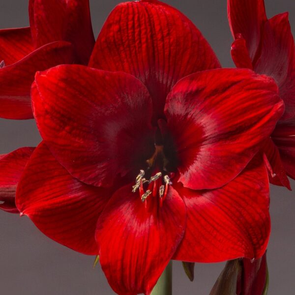 A close-up view of a vibrant TNT Amaryllis flower in full bloom. The velvety petals are deeply saturated with a rich red hue, and the pollen-laden stamens stand out prominently at the center. The muted gray background enhances the vividness of the flower, making it stand out.