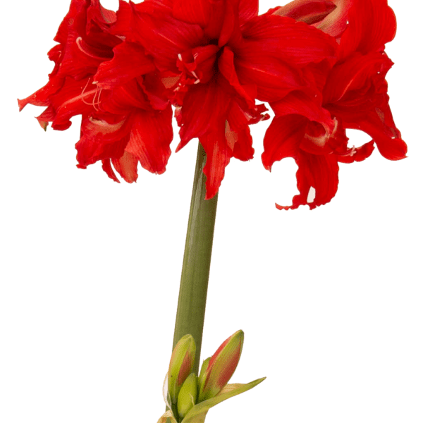 A vibrant red Fanfare Amaryllis flower in full bloom, showcasing multiple petals, stands regally atop a tall green stem. Beneath the main blossoms, additional unopened buds are also visible. This stunning flower comes from our Fanfare Amaryllis - Bare Bulb collection.