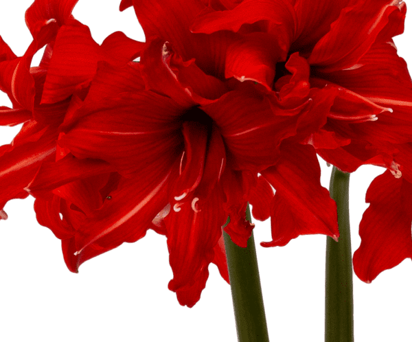 Close-up of vibrant Fanfare Amaryllis - Bare Bulb flowers with ruffled petals. The flowers are depicted against a white background, highlighting the rich red hue and fine details of the petals and stems.