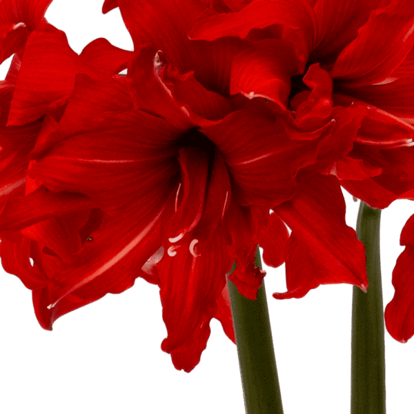 Close-up of vibrant Fanfare Amaryllis - Bare Bulb flowers with ruffled petals. The flowers are depicted against a white background, highlighting the rich red hue and fine details of the petals and stems.