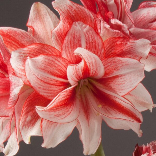 A close-up of a Joker Amaryllis - Bare Bulb, showcasing its vibrant red and white stripes with multiple petals, gracefully opening. The plain dark background accentuates the intricate details and vivid colors of this stunning flower.